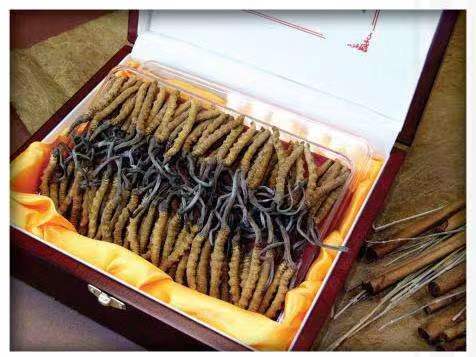 内蒙古冬虫夏草回收